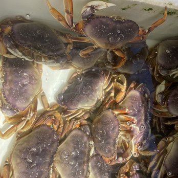 Friday Harbor Seafood - Live Dungeness crab; you can get it cooked and cleaned, too - Seafood Markets Near Me - Friday Harbor, Washington