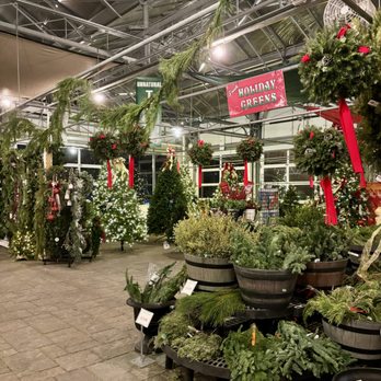 Seoane's Garden Center - Christmas in the garden center - Nurseries & Gardening Near Me - Abington, Massachusetts Seoane's Garden Center - Christmas in the garden center - Nurseries & Gardening Near Me - Abington, Massachusetts