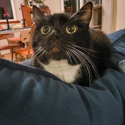Boulevard Bark - Tuxedo cat