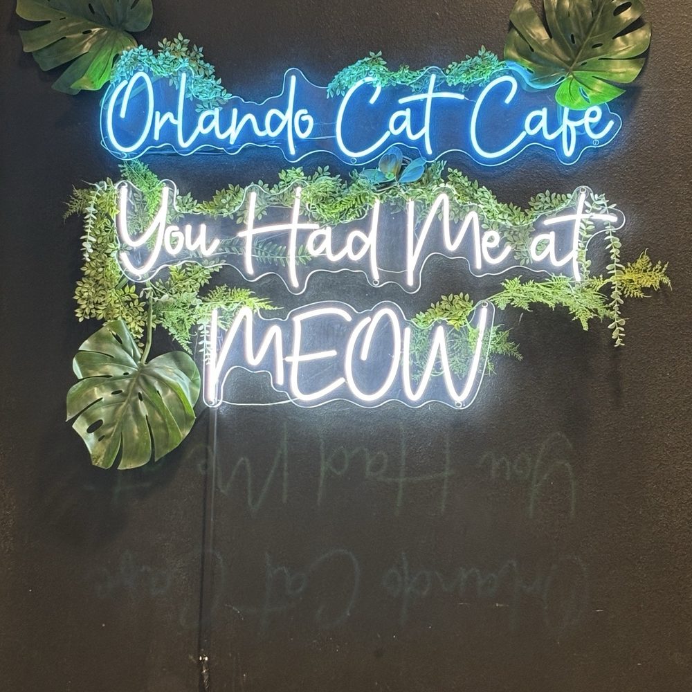 Orlando Cat Cafe - Animal Shelters Near Me - Clermont, Florida Orlando Cat Cafe - Animal Shelters Near Me - Clermont, Florida