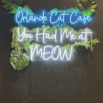 Orlando Cat Cafe - Animal Shelters Near Me - Clermont, Florida Orlando Cat Cafe - Animal Shelters Near Me - Clermont, Florida