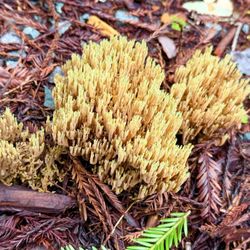 Montgomery Woods State Reserve - Corral mushroom