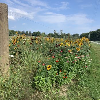 Oak Hill Tree Farm - Pumpkin Patches Near Me - Crawfordsville, Indiana Oak Hill Tree Farm - Pumpkin Patches Near Me - Crawfordsville, Indiana