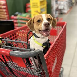 Sit Means Sit Dog Training - Atlanta