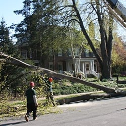 Custom Tree & Lawn