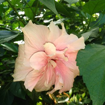 Allan Gardens - Hibiscus - Parks Near Me - Toronto, Ontario