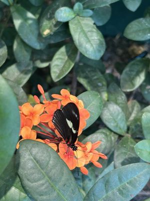 Audubon Insectarium by null