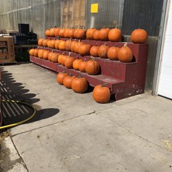 Large pumpkins $5