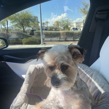 Z Dog Grooming - Pet Groomers Near Me - Las Vegas, Nevada