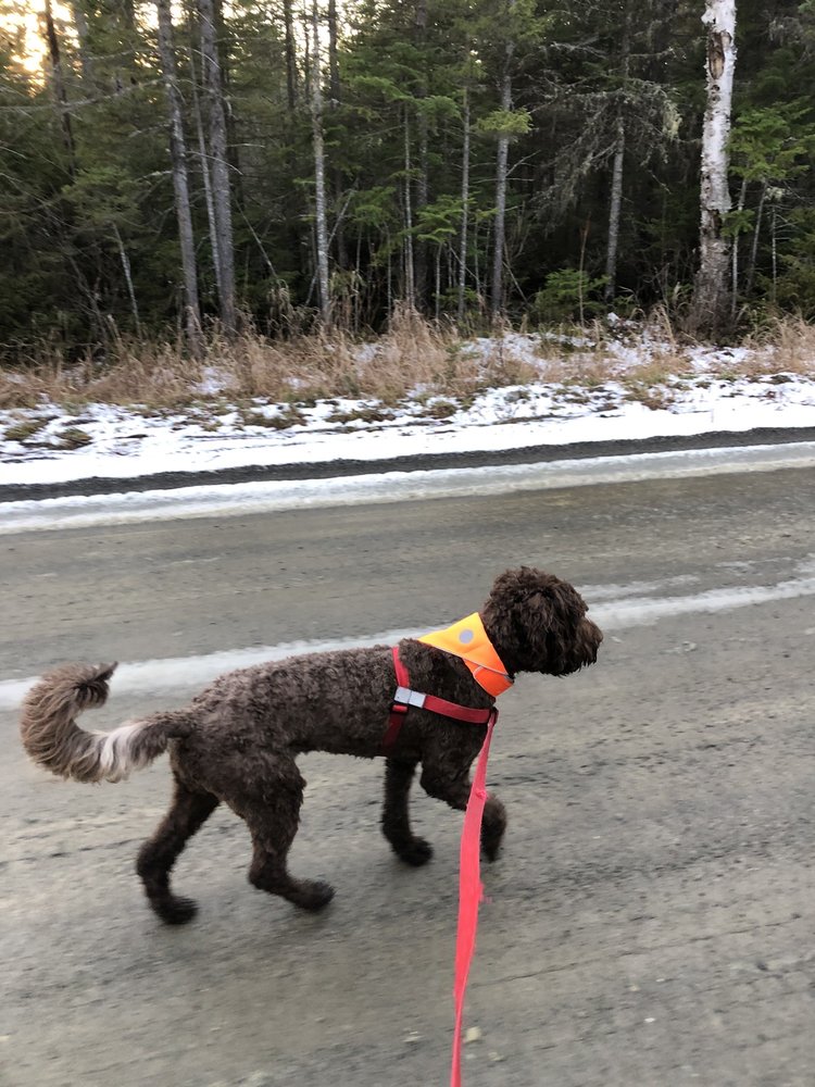 HOUSE OF STILLWATER PET GROOMING Updated August 2024 118 Fairbanks Rd, Farmington, Maine