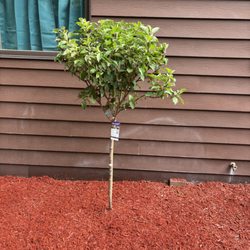 River Blue Landscaping