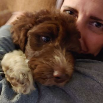 Love My Doodles - Bcak at home getting in her snuggles - Pet Breeders Near Me Love My Doodles - Bcak at home getting in her snuggles - Pet Breeders Near Me