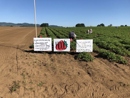 Douglas Farm on Sauvie Island, OR by null