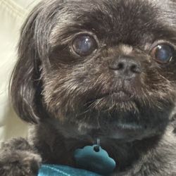Always & Forever Grooming - Molly is 10 but still beautiful.