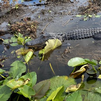 Wild Willy's Airboat Tours - Alligator - Boat Tours Near Me - Saint Cloud, Florida