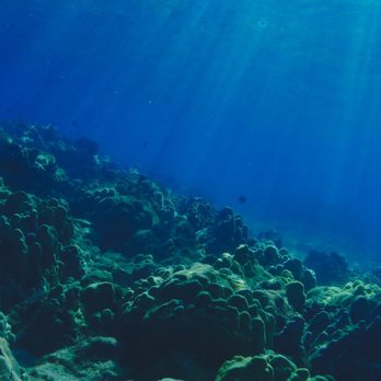 Malolo Charters - Snorkeling Near Me - Wailuku, Hawaii