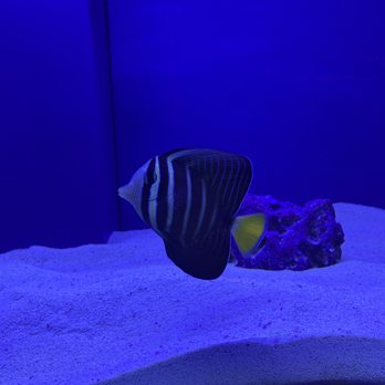 The Big Little Fish Store - Sailfin Tang - Local Fish Stores Near Me - Dallas, Texas The Big Little Fish Store - Sailfin Tang - Local Fish Stores Near Me - Dallas, Texas