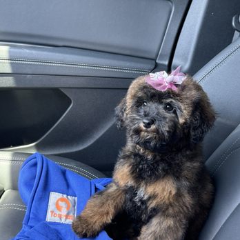 Swaggs - Pet Groomers Near Me - Agoura Hills, California Swaggs - Pet Groomers Near Me - Agoura Hills, California