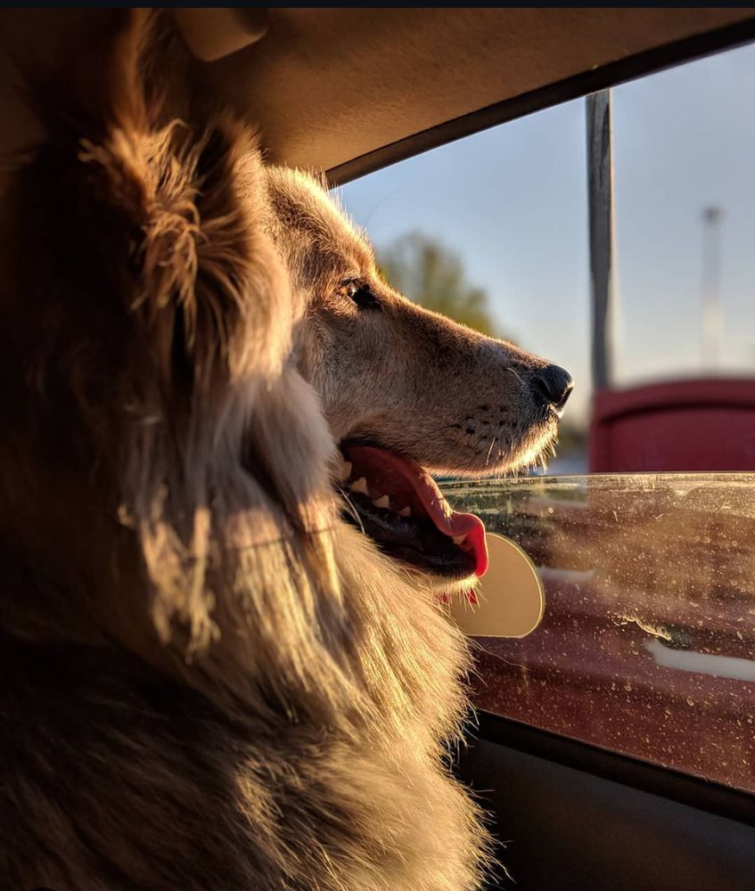 Little Wolf Pet Services Image