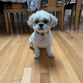 Quebec Highlands Pet Grooming - Benny after being groomed - Pet Groomers Near Me - Highlands Ranch, Colorado Quebec Highlands Pet Grooming - Benny after being groomed - Pet Groomers Near Me - Highlands Ranch, Colorado