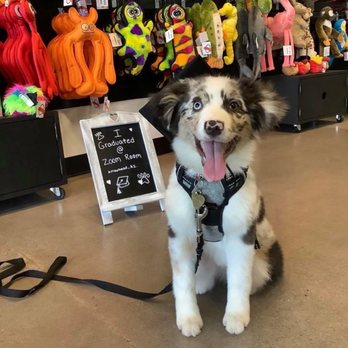 Zoom Room Dog Training - Pet Training Near Me - Peoria, Arizona Zoom Room Dog Training - Pet Training Near Me - Peoria, Arizona