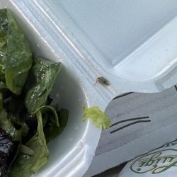 Salad bug