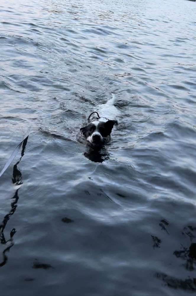 S.T Pet Sitting - pet boarding facility in Worcester, MA