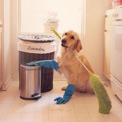 Green Cleaning SF - Can we cleaning yor home?