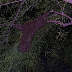Courtesy Pest Control - Bee Swarm