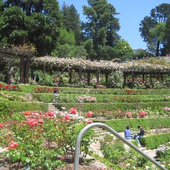 The Berkeley Rose Garden - flowery wonderment - Botanical Gardens Near Me - Berkeley, California The Berkeley Rose Garden - flowery wonderment - Botanical Gardens Near Me - Berkeley, California
