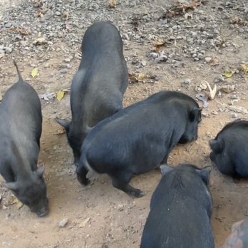 Lazy 5 Ranch - Pigs - Zoos Near Me - Mooresville, North Carolina