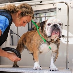 Barkbus Mobile Dog Grooming