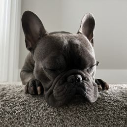 Cheez was pooped when he got home!