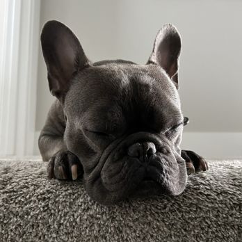 Buddies - Cheez was pooped when he got home! - Pet Groomers Near Me - Las Vegas, Nevada