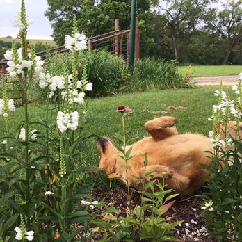 Circle S Ranch & Country Inn - We were charmed by the outdoor areas, their decorative grasses and flowers, not to mention Bailey, the retriever. - Bed & Breakfast Near Me - Lawrence, Kansas