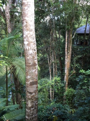 Silky Oaks Lodge by null