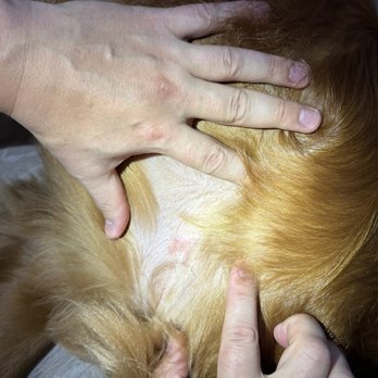 Pet Evolution - scabs in every armpit after grooming that weren't there before - Pet Groomers Near Me - Folsom, California