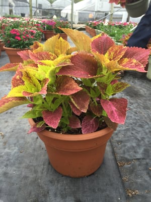 Home Grown Plants 2675 W Audie Murphy Pkwy Farmersville Tx Nurseries Mapquest