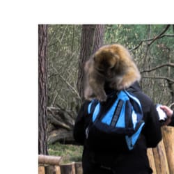 Sommerrodelbahn & Affenwald - Kein Rucksack ist sicher!     Makakenatacke