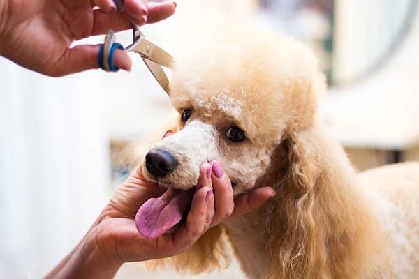 Grooming - FULL-SERVICE DOG GROOMING
A Dog’s Dream is a full service grooming facility. We are here to pamper your pet any way we can. From a simple bath and brush to sheepdog trim or dog show groom our expert groomers can handle it all. Don’t see a package below that fits your needs? We offer all our services al a carte. All prices are based on breed and will vary. All baths and grooming must be scheduled. Call (252) 514-2502 with any questions.
GROOMING HOURS
Drop-Off Time
Monday-Friday: 7am-9am
Saturday and Sunday: 8am-9am
Pick-Up Time
Monday-Friday: 4pm-6pm
Saturday and Sunday: 4pm-6pm
Regular grooming is proven to:
Reduce medical attention for ear infections and sores
Early detection of medical issues
Reduce loose hair in your home
Increase pet self-esteem
Better socialization
Prevent skin issues
Positive behavior Grooming - FULL-SERVICE DOG GROOMING
A Dog’s Dream is a full service grooming facility. We are here to pamper your pet any way we can. From a simple bath and brush to sheepdog trim or dog show groom our expert groomers can handle it all. Don’t see a package below that fits your needs? We offer all our services al a carte. All prices are based on breed and will vary. All baths and grooming must be scheduled. Call (252) 514-2502 with any questions.
GROOMING HOURS
Drop-Off Time
Monday-Friday: 7am-9am
Saturday and Sunday: 8am-9am
Pick-Up Time
Monday-Friday: 4pm-6pm
Saturday and Sunday: 4pm-6pm
Regular grooming is proven to:
Reduce medical attention for ear infections and sores
Early detection of medical issues
Reduce loose hair in your home
Increase pet self-esteem
Better socialization
Prevent skin issues
Positive behavior