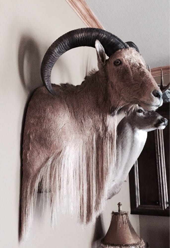 Tri-State Taxidermy - taxidermy in Houston, TX