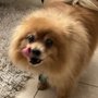 Photo of Mandiepaws