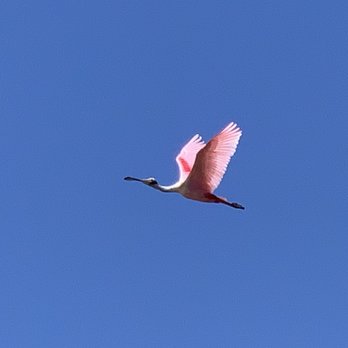 Stick Marsh Charters - Spoonbills are here 3/29/2020 - Fishing Near Me Stick Marsh Charters - Spoonbills are here 3/29/2020 - Fishing Near Me