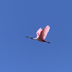 Stick Marsh Charters - Spoonbills are here 3/29/2020