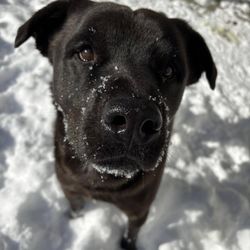 Prairie Paws Animal Shelter