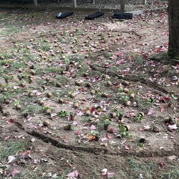 Wellman Yard And Home Services - Landscaping Near Me Wellman Yard And Home Services - Landscaping Near Me