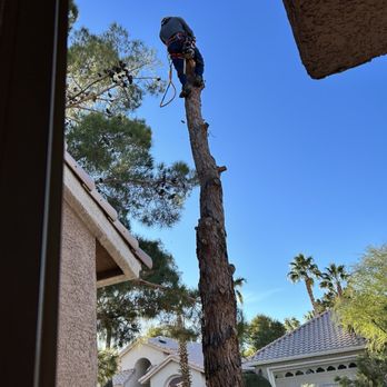 Julio Juarez Tree Trimming - Tree Services Near Me Julio Juarez Tree Trimming - Tree Services Near Me