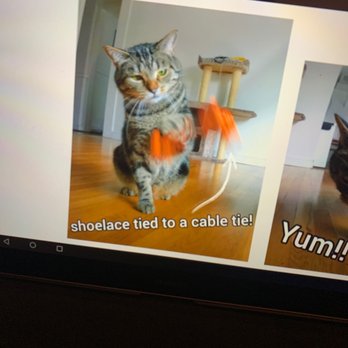 Tail Along Pet Care - Pet Sitting Near Me Tail Along Pet Care - Pet Sitting Near Me