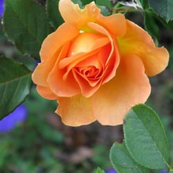 Bray Orchards & Roadside Market - Flowers were still in full bloom around the pond in October.