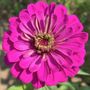 GardenView Flowers